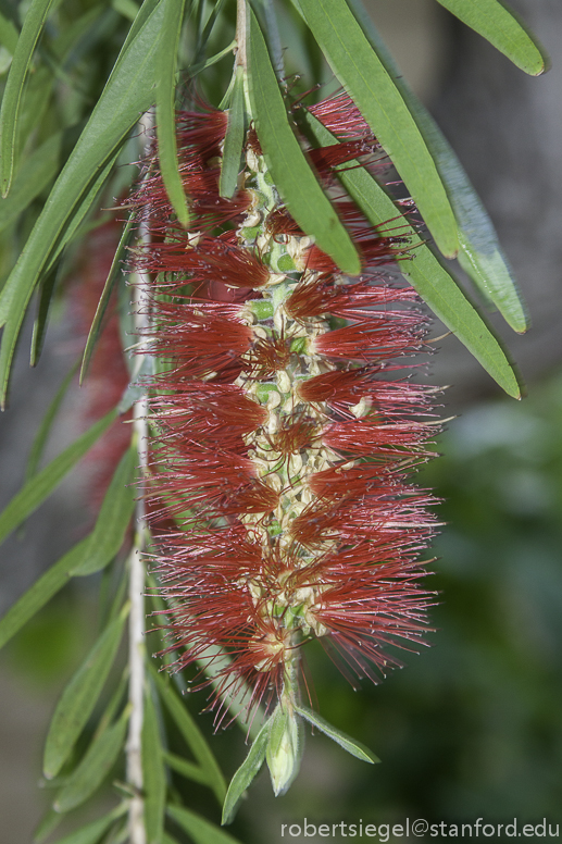 bottlebrush